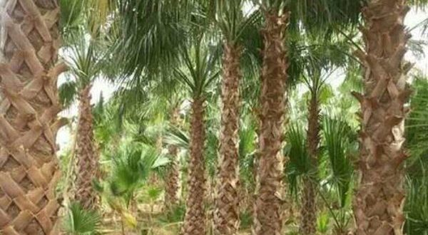 شركة تلقيح وتنظيف مزارع النخيل بالرياض 0552352182 - الشركه العربيه للنظافه