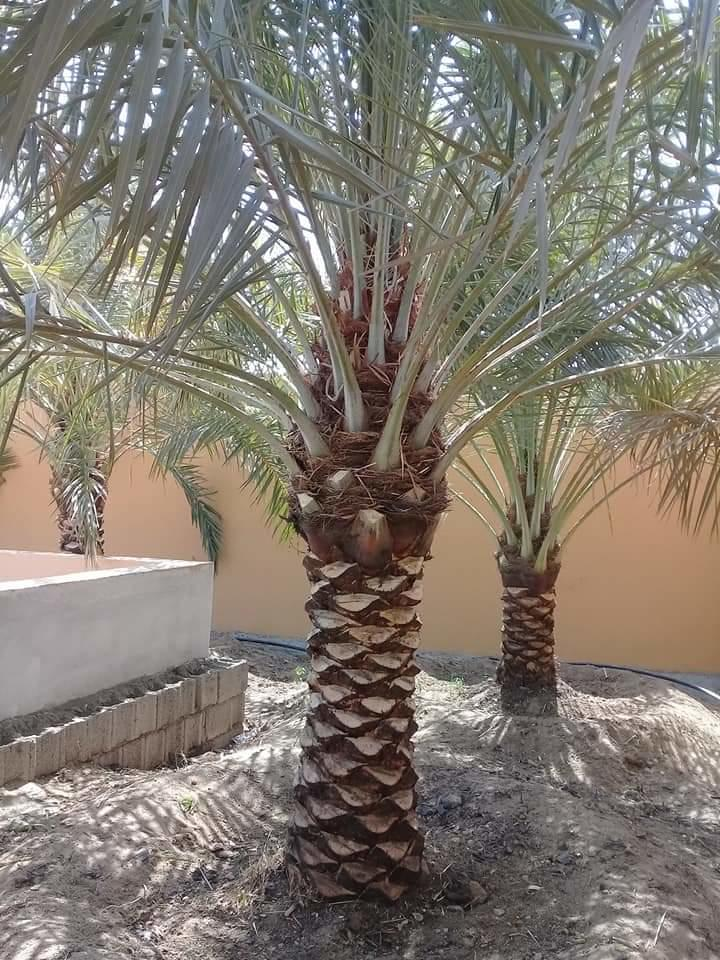 شركة تكريب النخيل بالطائف 0557154086 | شركة الوادى للخدمات المنزلية