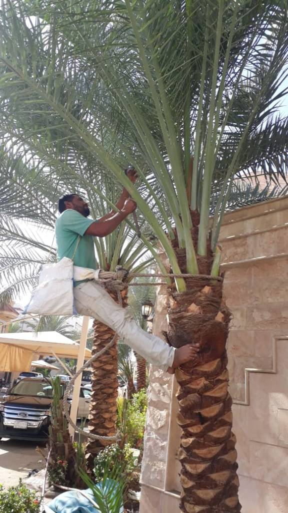 شركة تكريب النخيل بجدة وتلقيح النخيل 0568252391 & وافضل معلم تكريب نخيل  لتنظيف