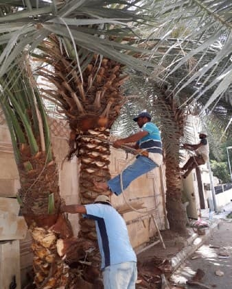 شركة تكريب النخيل بجدة 0543998236 تلقيح وتنظيف النخيل - شركة النسيم