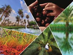 زراعة النخيل وجودة التمور بين عوامل البيئة وبرامج الخدمة والرعاية