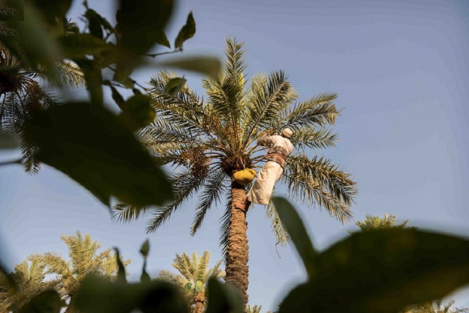 الأحساء .. مدينة الحضارة الإنسانية والمخزون التاريخي | الرجل