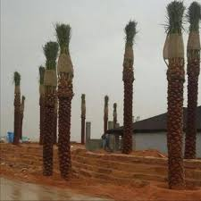 مقاول شبوك وتوريد نخيل 0507071175