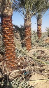 توريد نخيل - مقاول شبوك وتوريد نخيل 0507071175