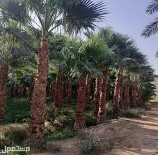 زراعة أشجار النخيل الزينه واشنطونيا والمثمر - مستعمل