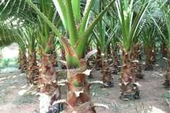 تنسيق حدائق الطائف - 0565293598 - اعلانك جروب - اتصل بنا الان - ارخص شركة