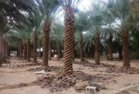 شركة تكريب النخيل بالدمام 0507683590 - شركة النسيم