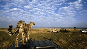 14 days Tanzania safari and zanzibar