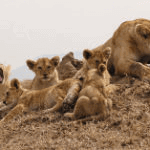 the big cat safaris
