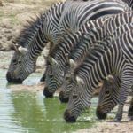 Family Safari Southern Tanzania and Zanzibar