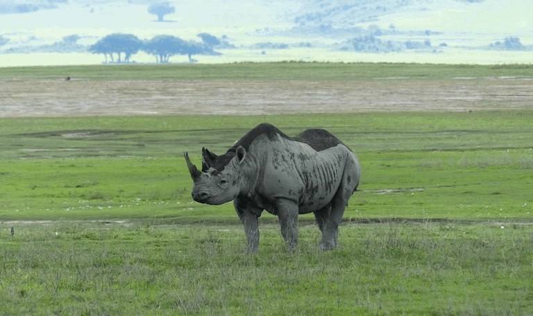 Black rhino in Ngorongoro Crater