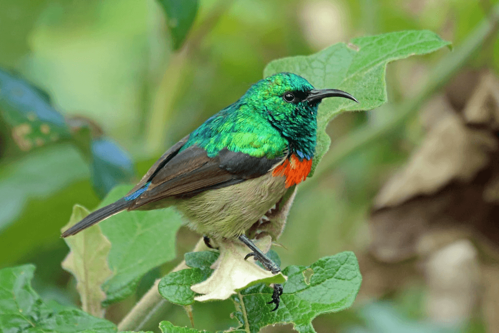 Double-collared sunbird