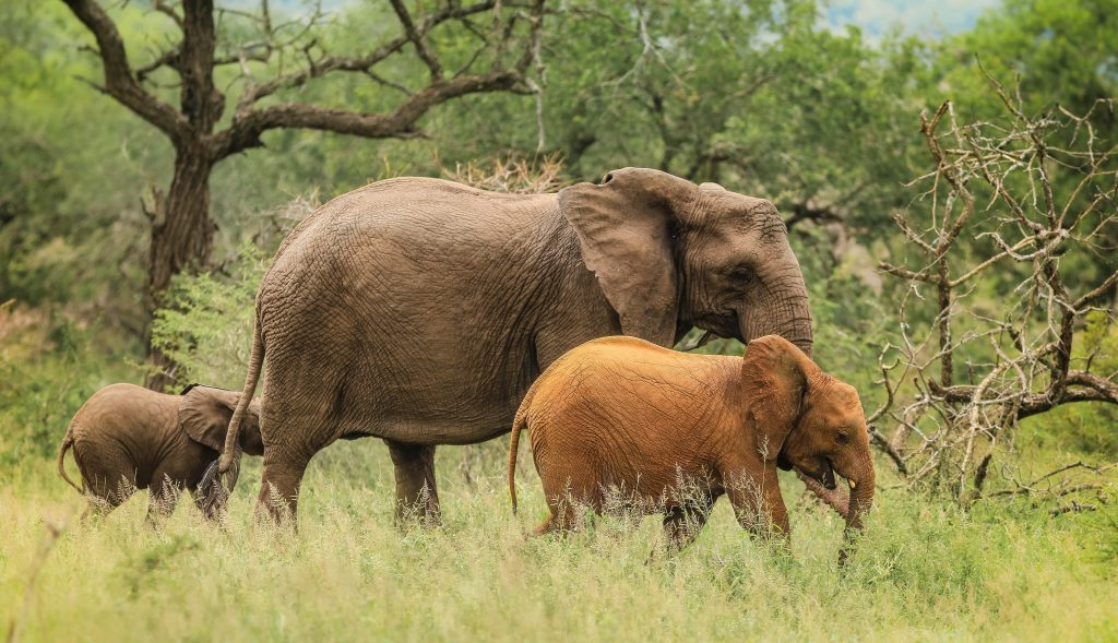 south africa day safari tours
