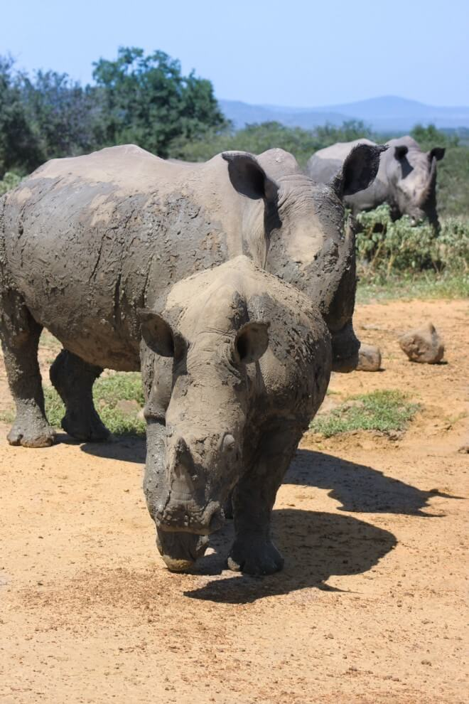 rhinos on safari hluhluwe