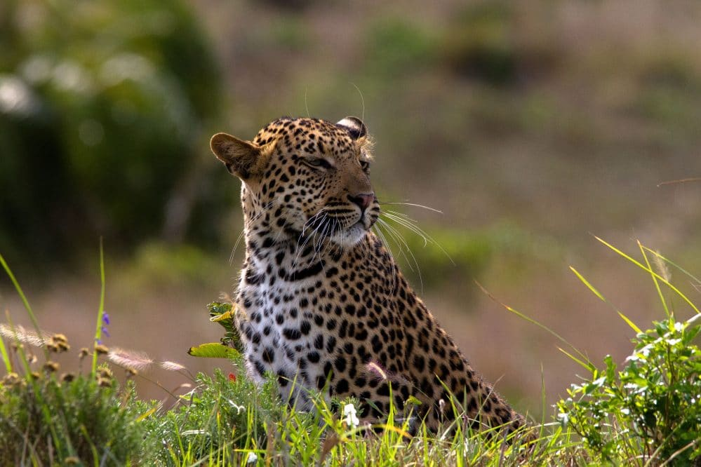leopard facts