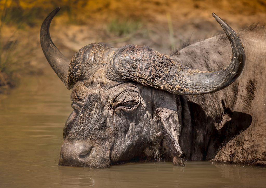 Cape Buffalo Facts