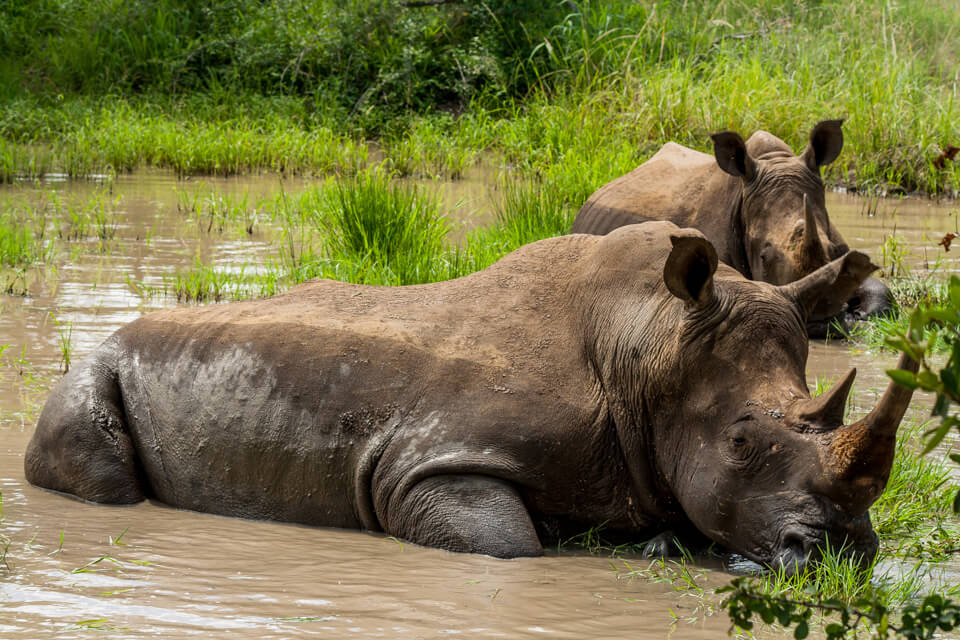 mud bathing and wallowing