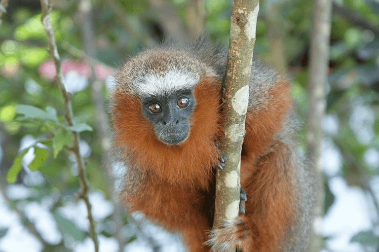 monkey-365805_1280