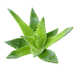 Aloe Extract