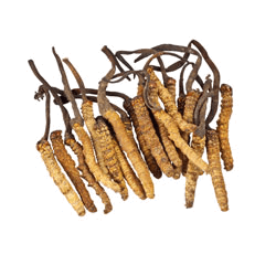 Cordyceps