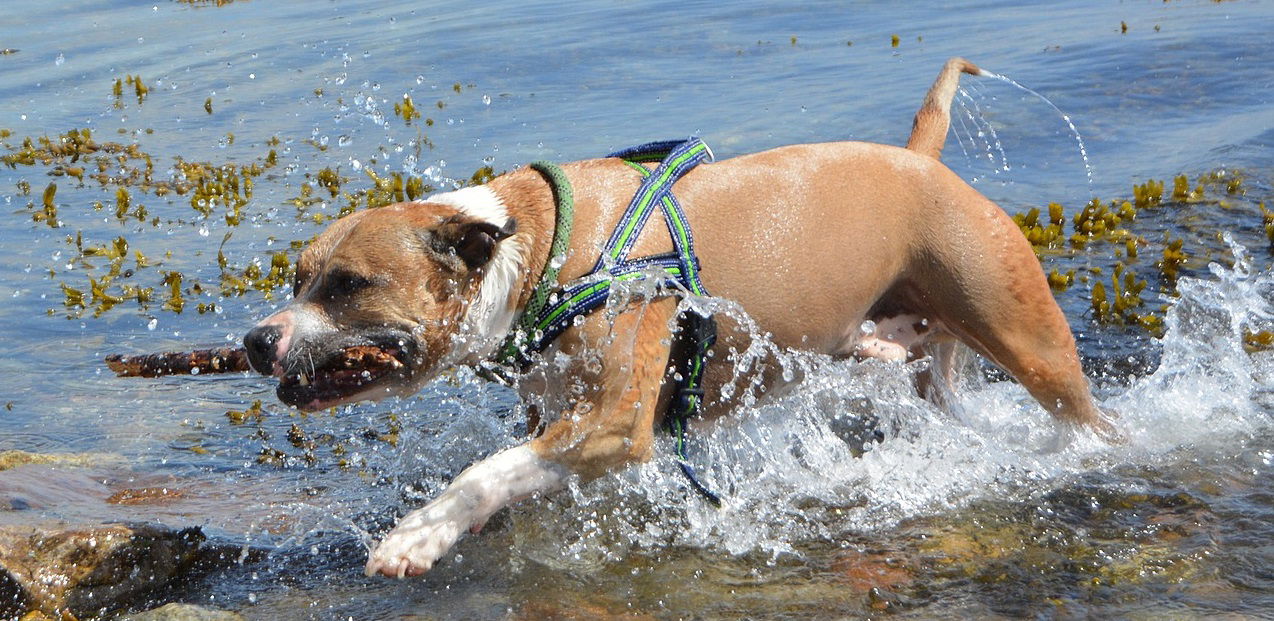 dog weight training vest