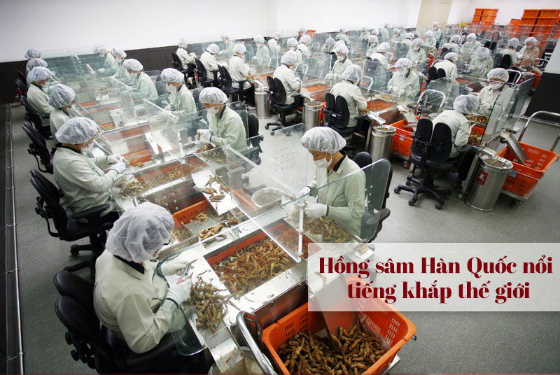 Hồng sâm là sản phẩm thân thiện với người dùng