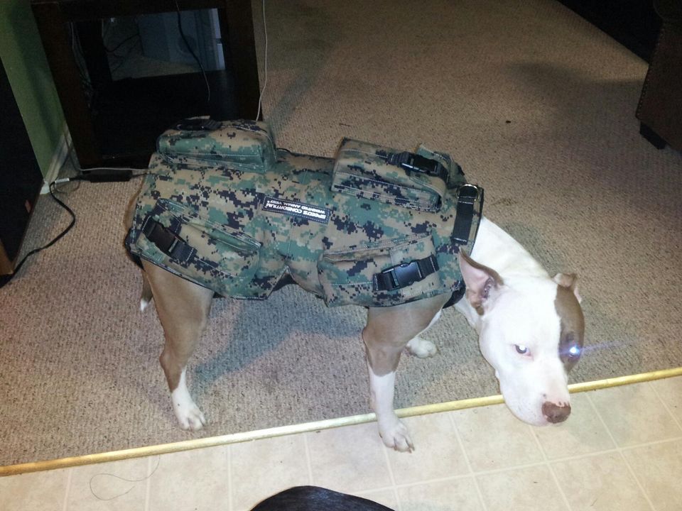 Small Dog weight Vest