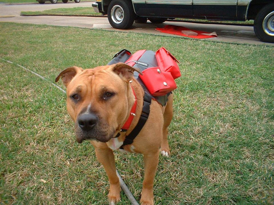 best tactical vest for dogs 