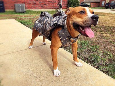 dog weighted vest exercise