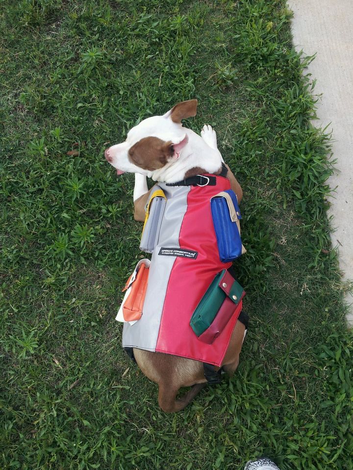 small dog weight vest