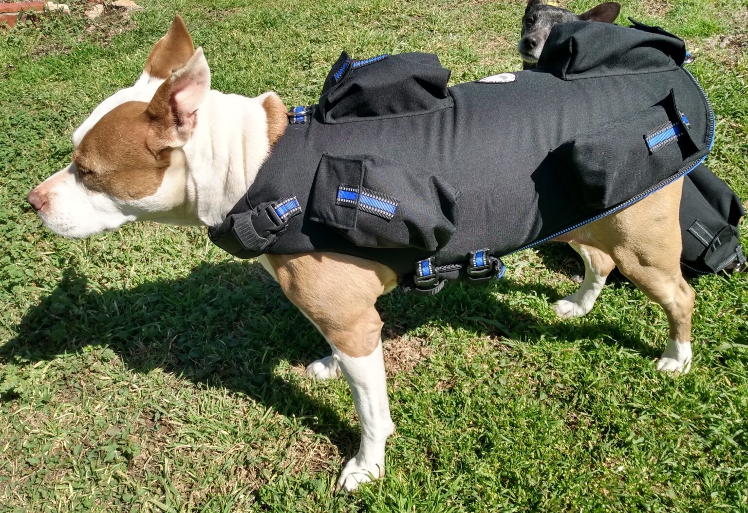 anxiety vest