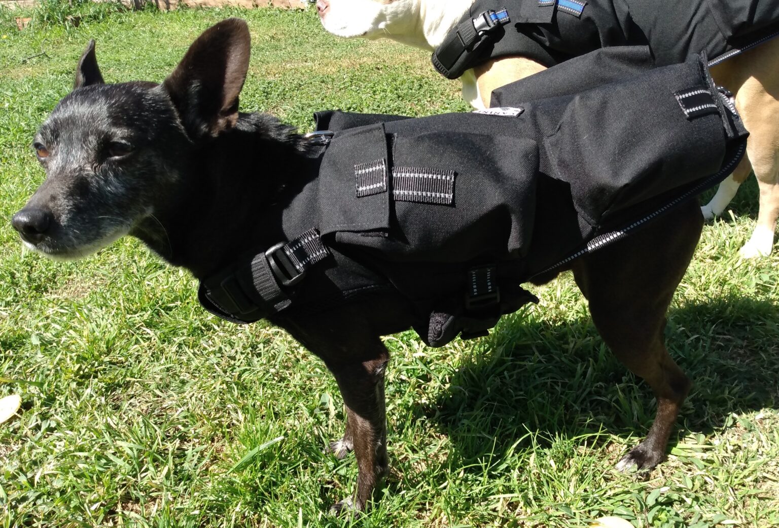 weighted dog vest 