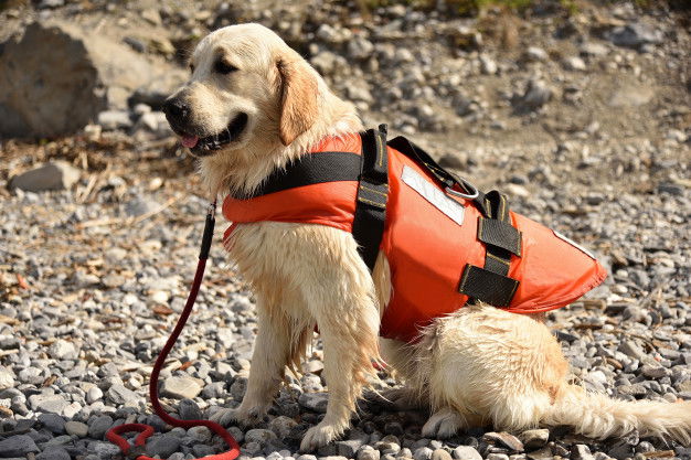 Dog exercise fitness vest 