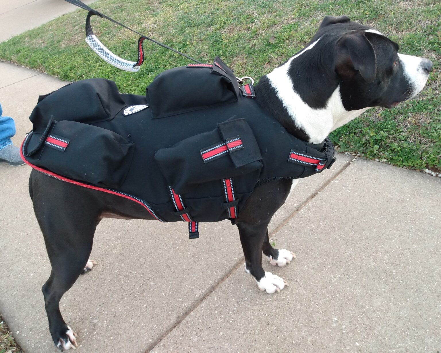 weighted dog vest 