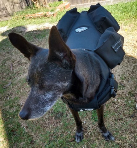 Dog exercise fitness vest 