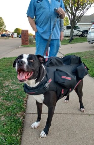 Best Tactical Vest for Dogs 