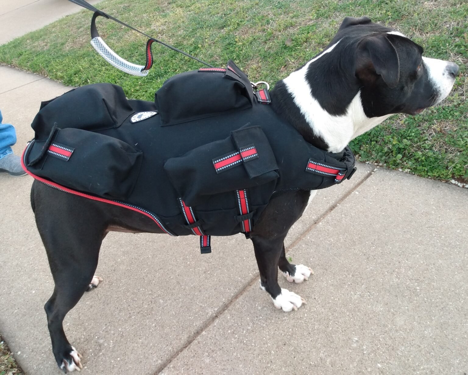 dog weight training vest 