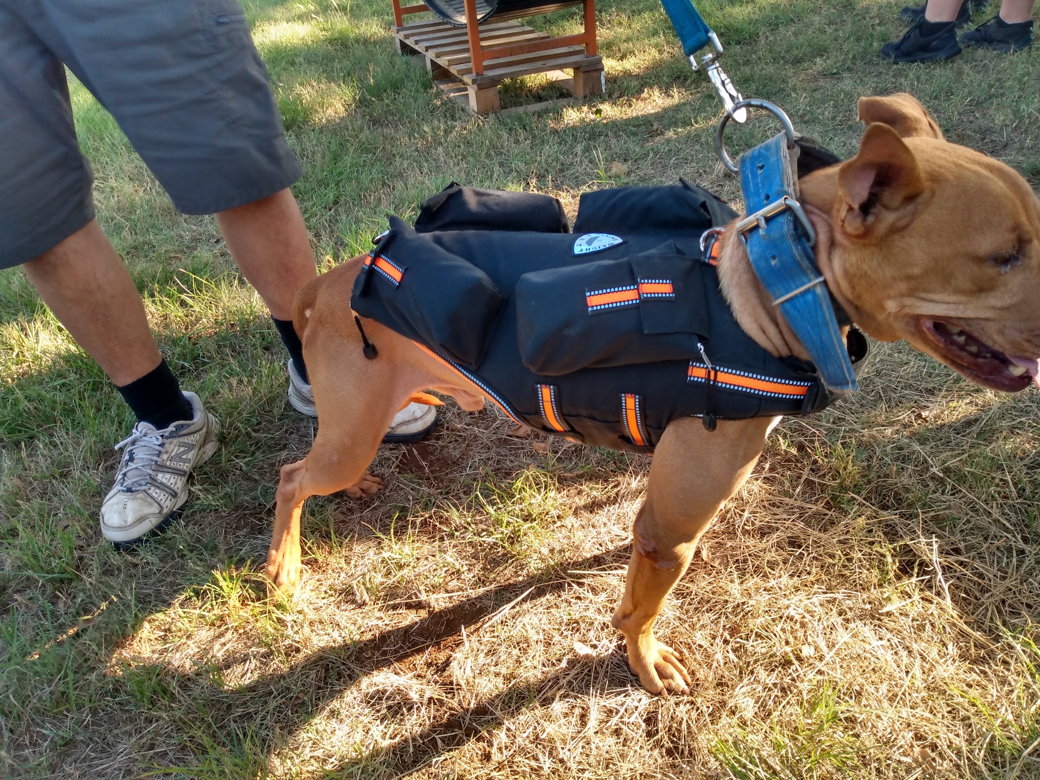 Dog Weighted Vest Exercise