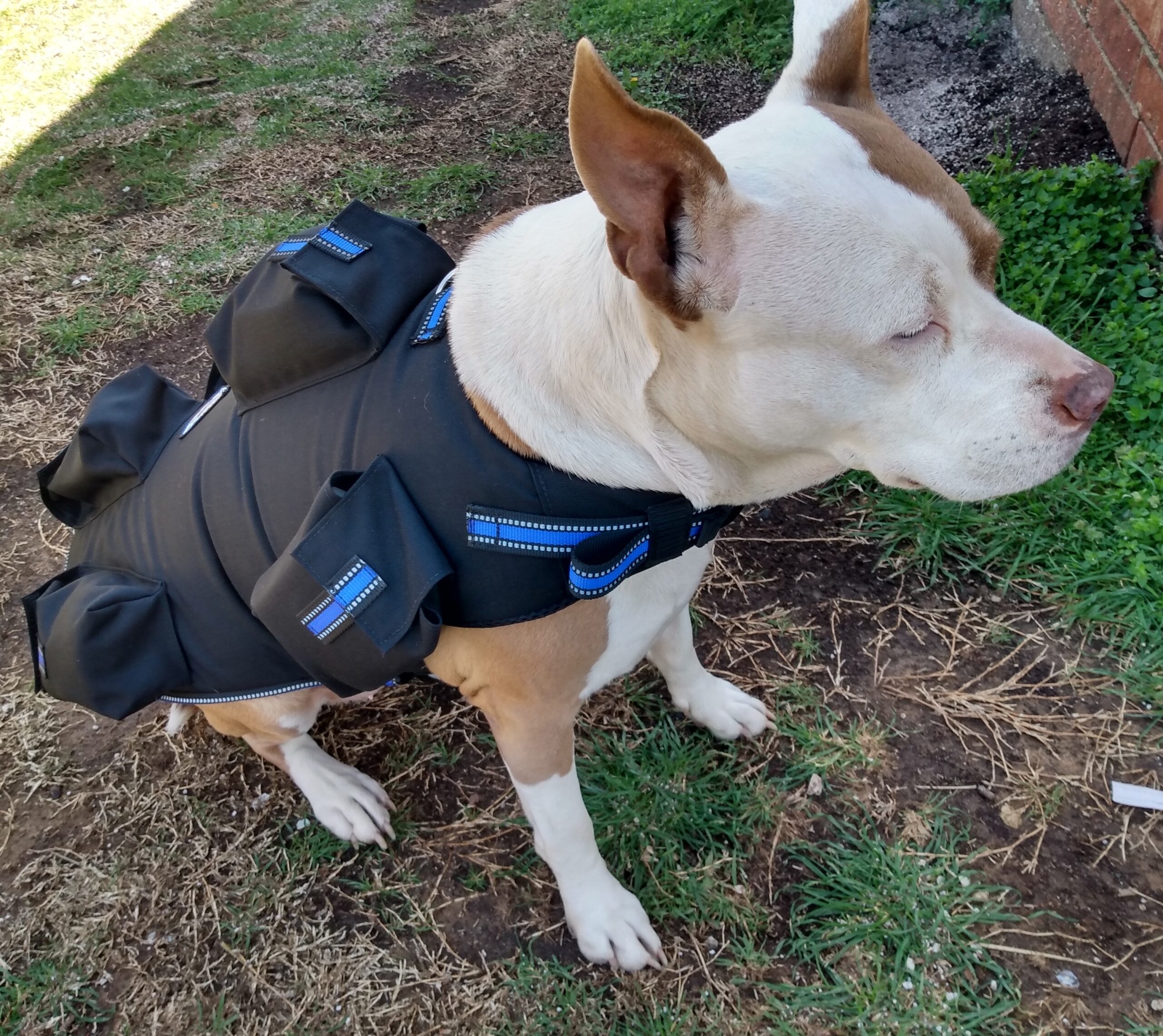 Small Dog Weight Vest