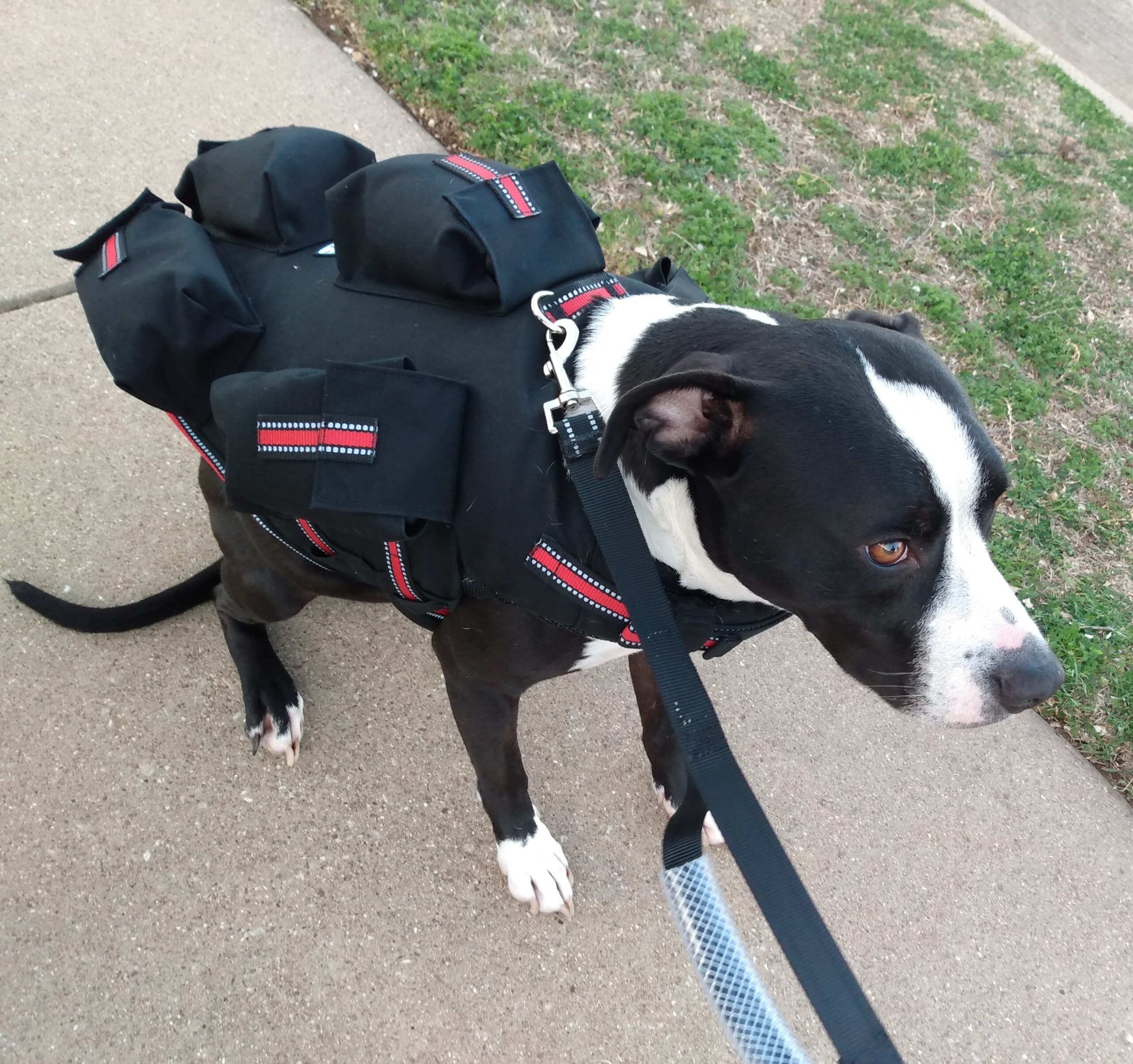 Dog exercise fitness vest 