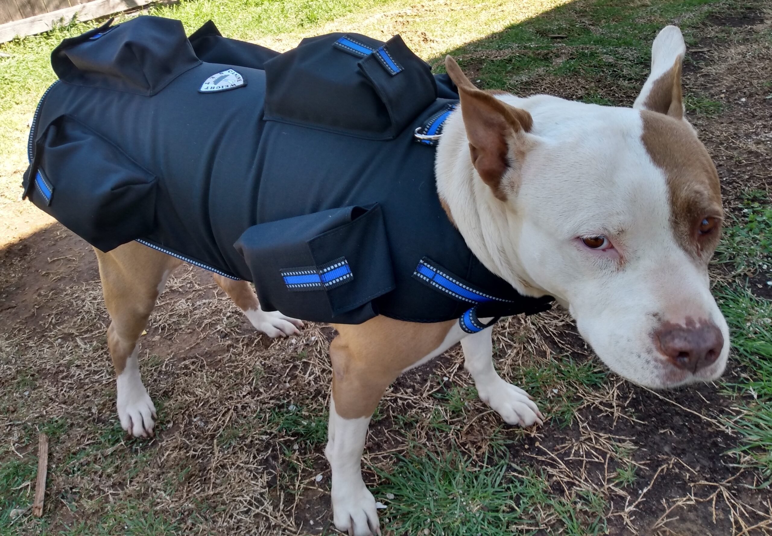 Small Dog Weight Vest