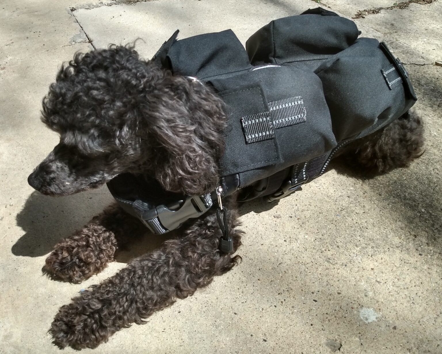 best tactical vest for dogs