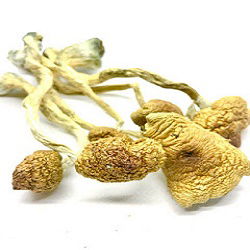 Shrooms online Canada