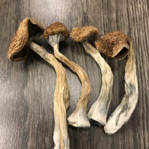 Buy shrooms Canada