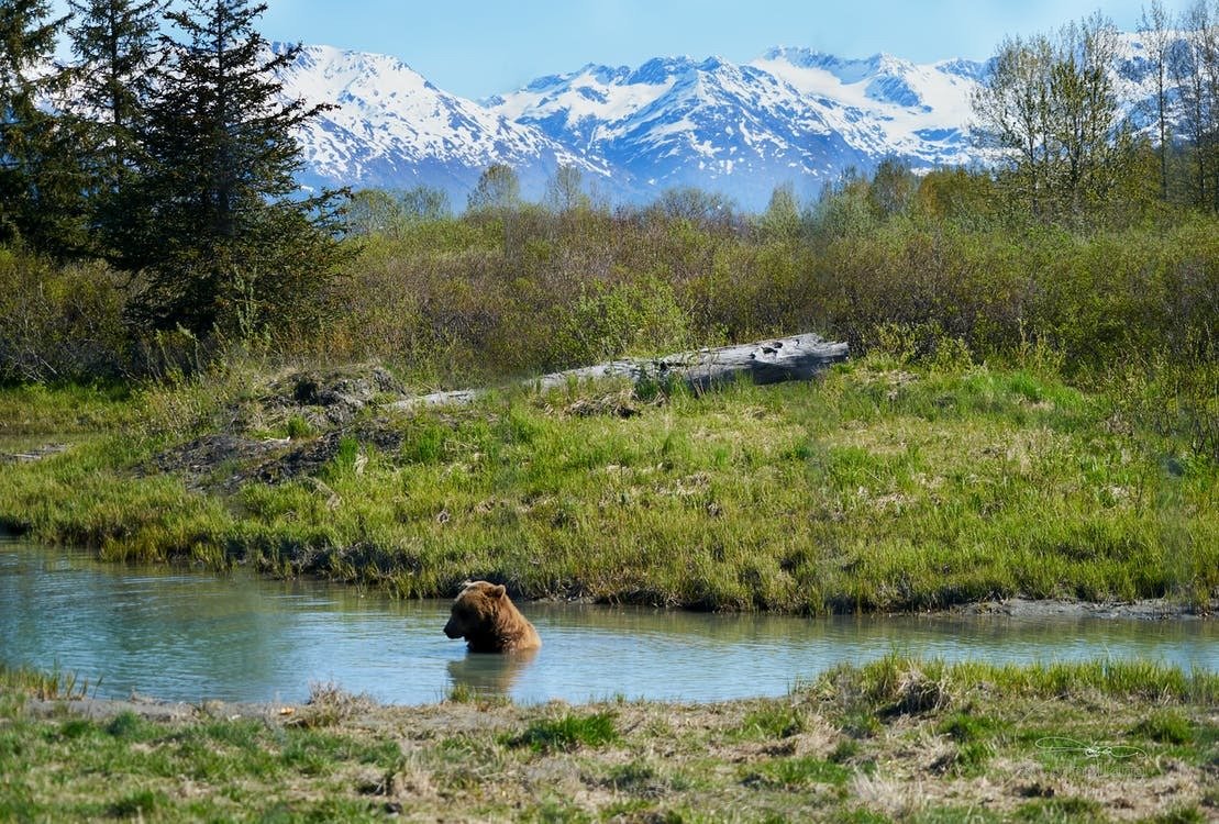 brown bear in the river