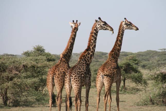 Luxury Tanzania safari tours 