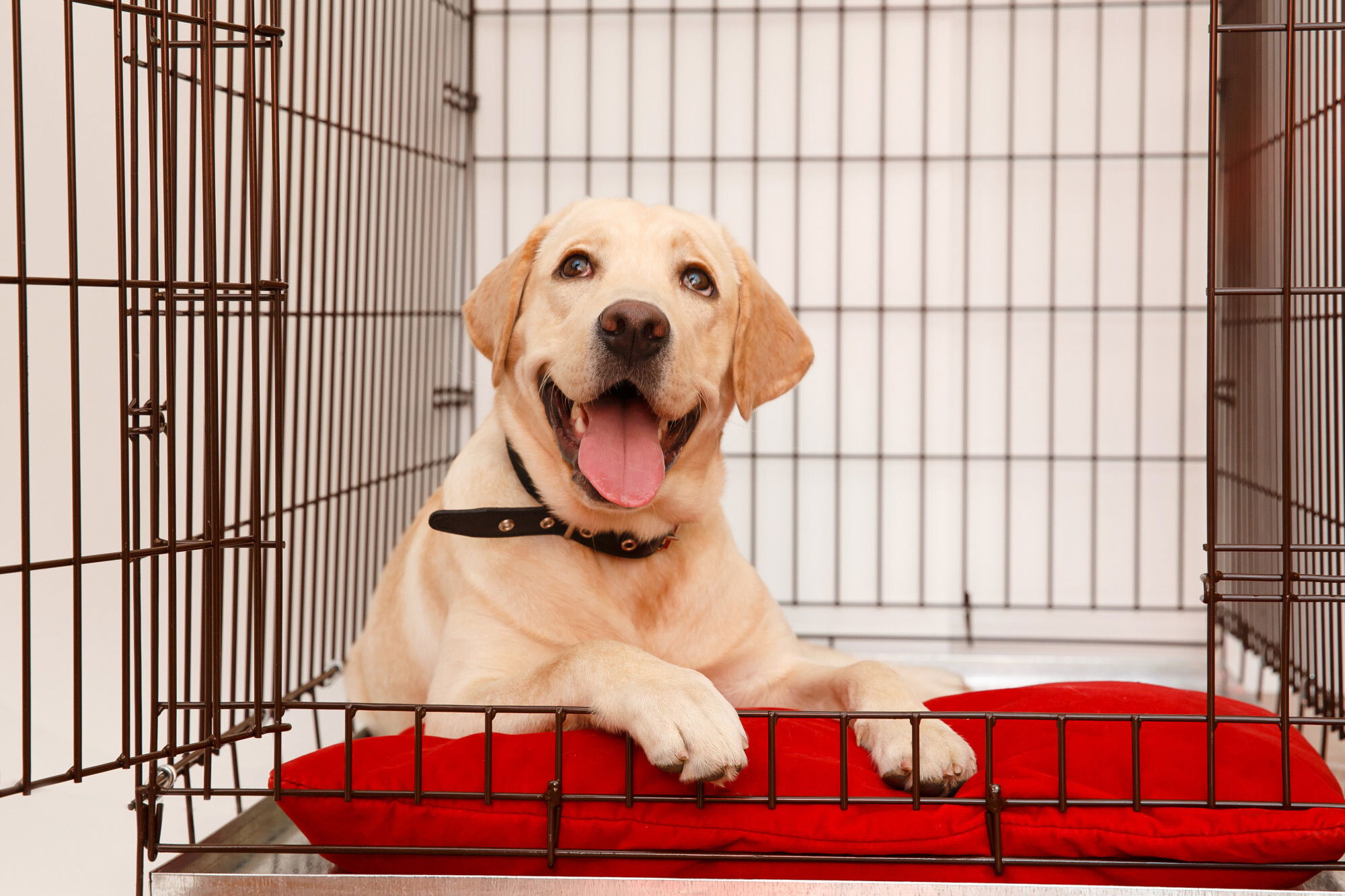 dog boarding in your home