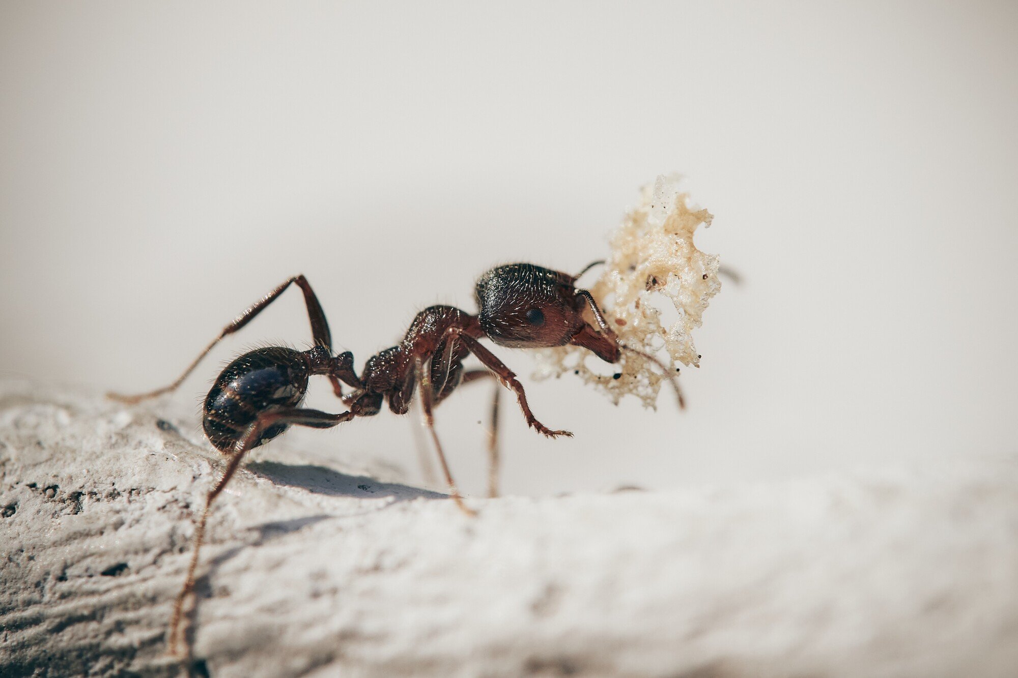 guardianpest ant control