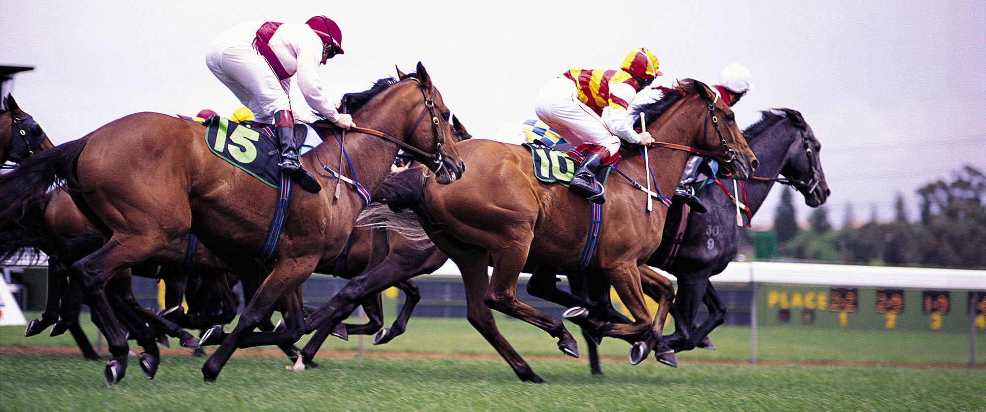 Race Horse Syndication