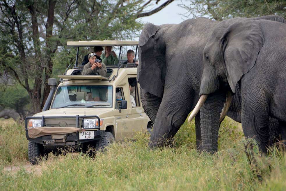 Best Season for Safari in Tanzania